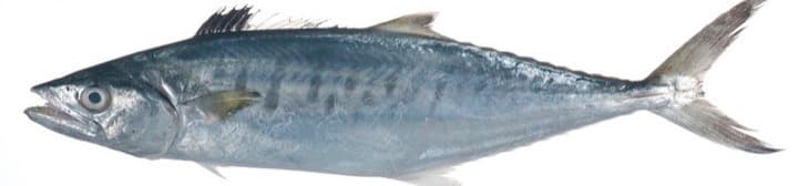 Anjal (Seer fish)