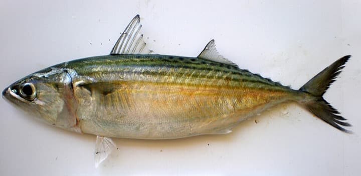 Bangude (Indian mackerel)