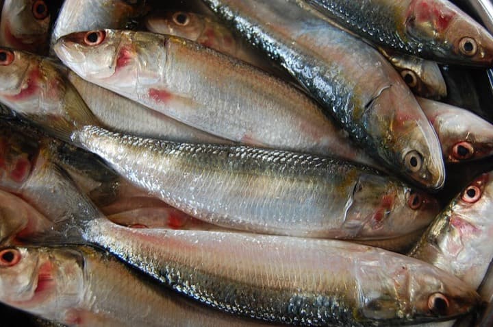 Bhutai (Oil sardine)