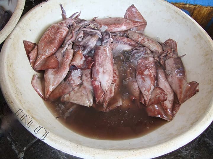 Bondas (Squid)