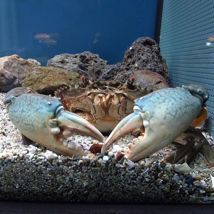 Denji (Crab)