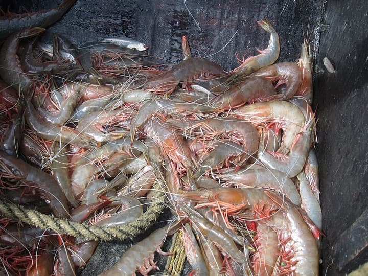 Etti (Prawns)