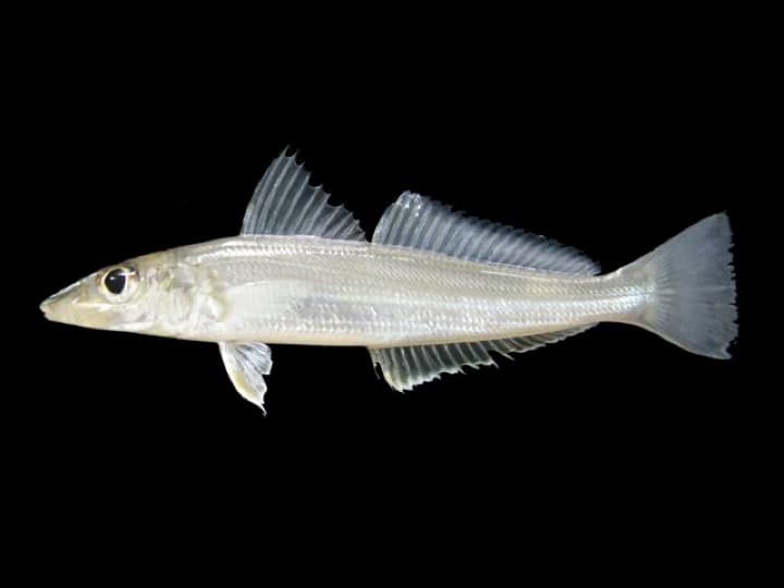Kane (Ladyfish)