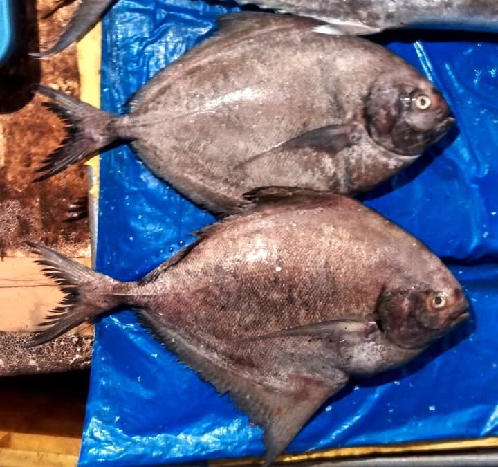 Kappu Maanji (Black pomfret)