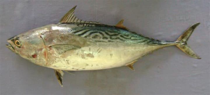 Kedar (Tuna)