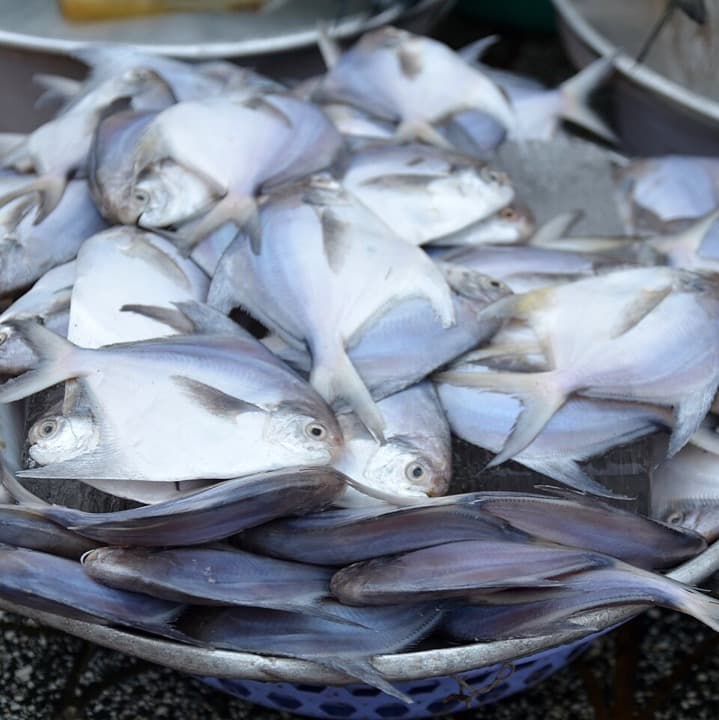 Maanji (White pomfret)