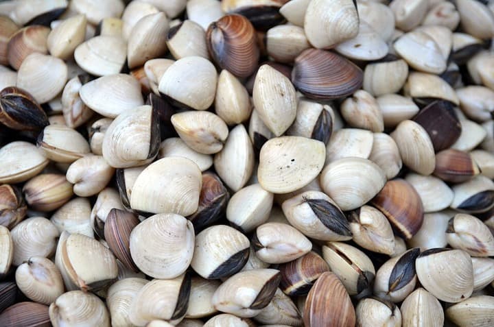 Marvai (Clams)