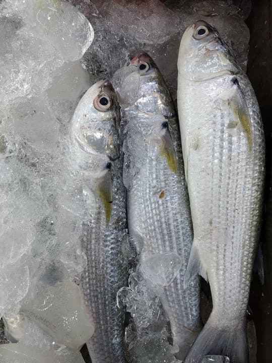 Modhe (Mullet)